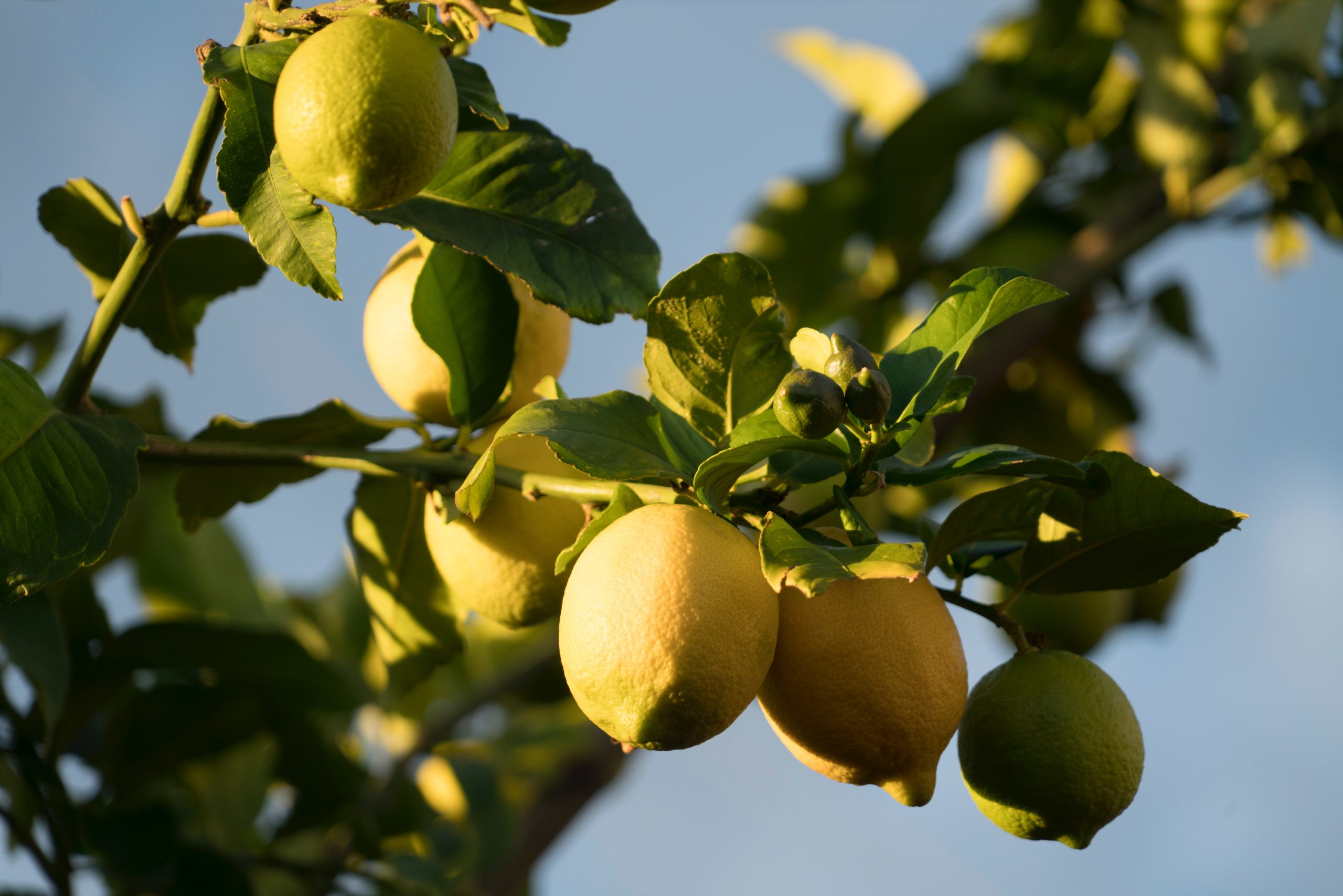 Close up of lemon tree in the sun