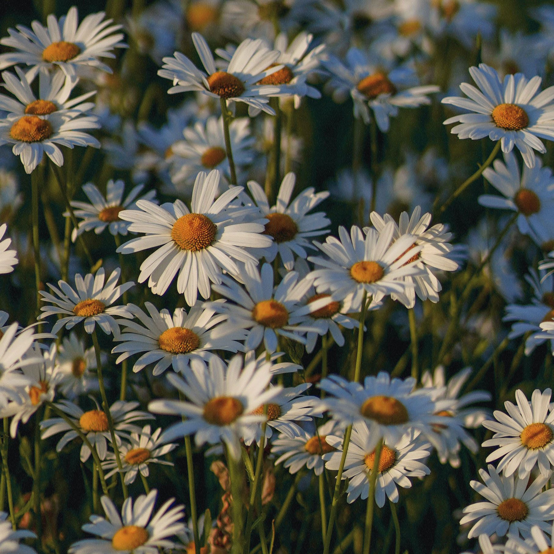Sunshine camomile floral field