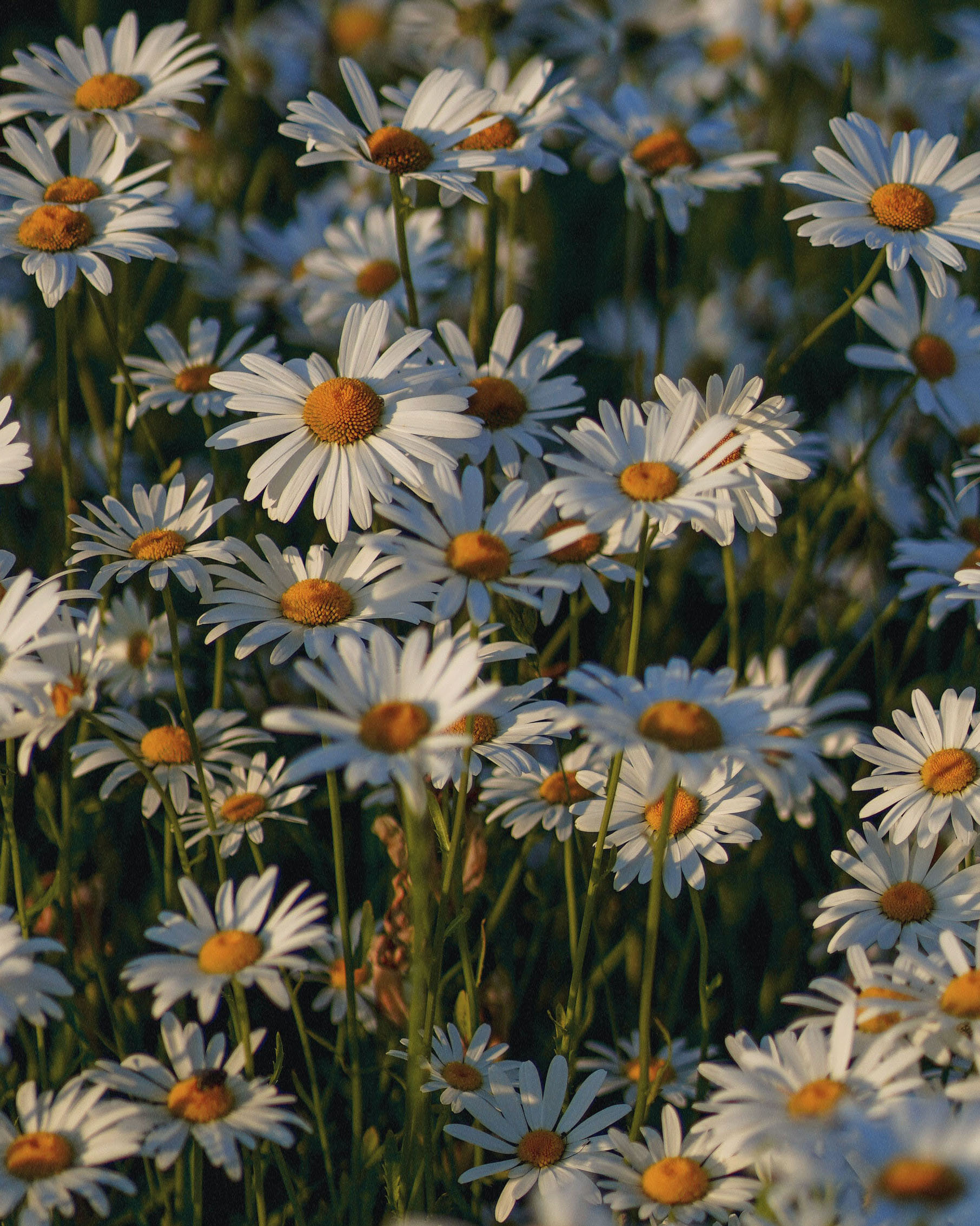 Sunshine camomile floral field