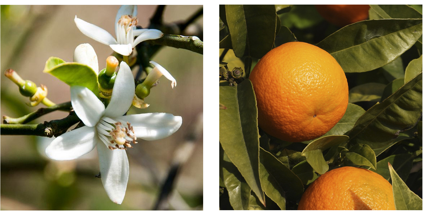 What Does Neroli Smell Like 2 What Does Neroli Smell Like