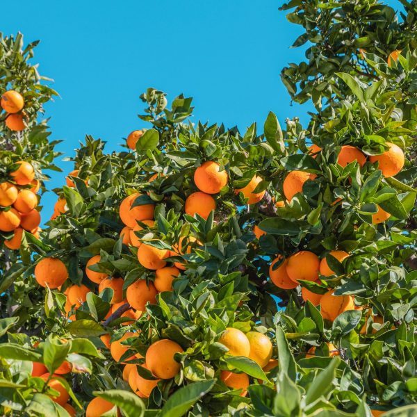 Oranges on trees in orange grove