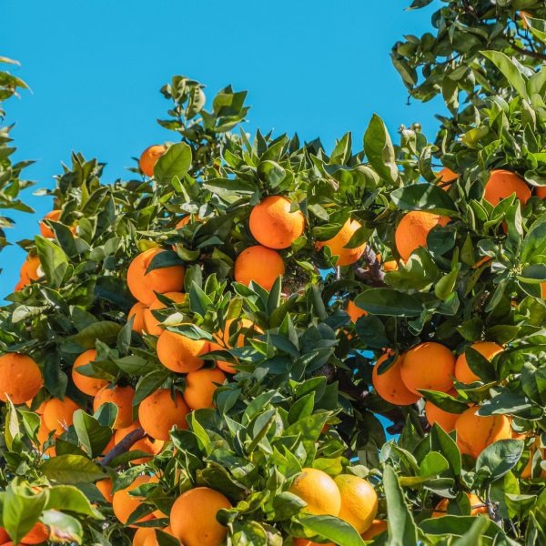 oranges in orange grove