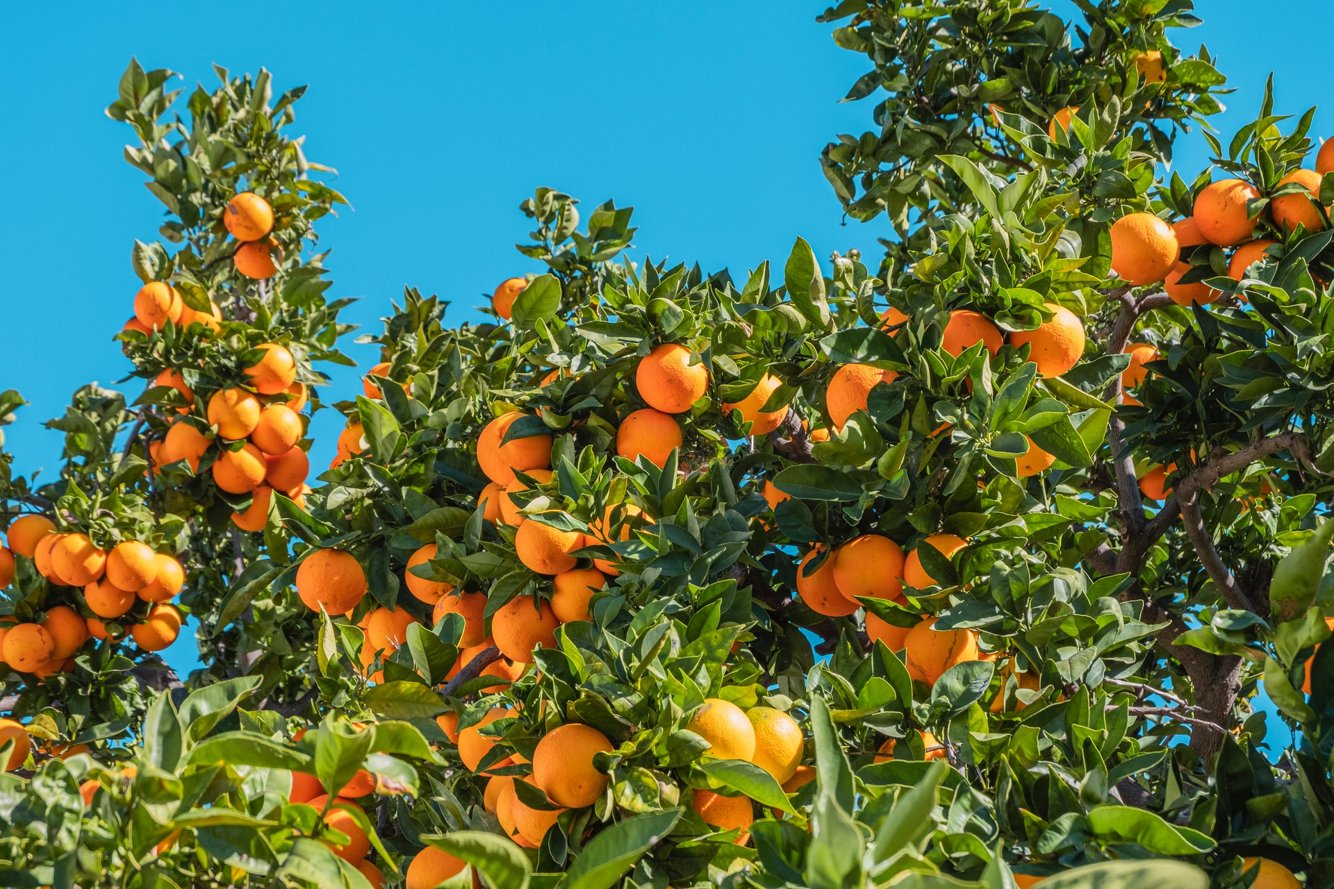 Oranges on trees in orange grove