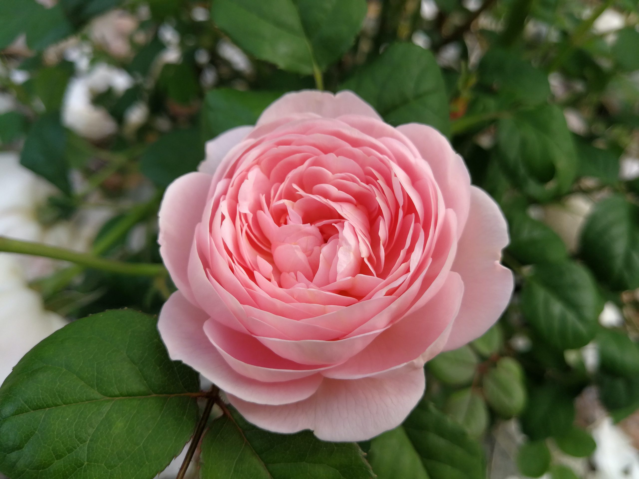 Single pink rose