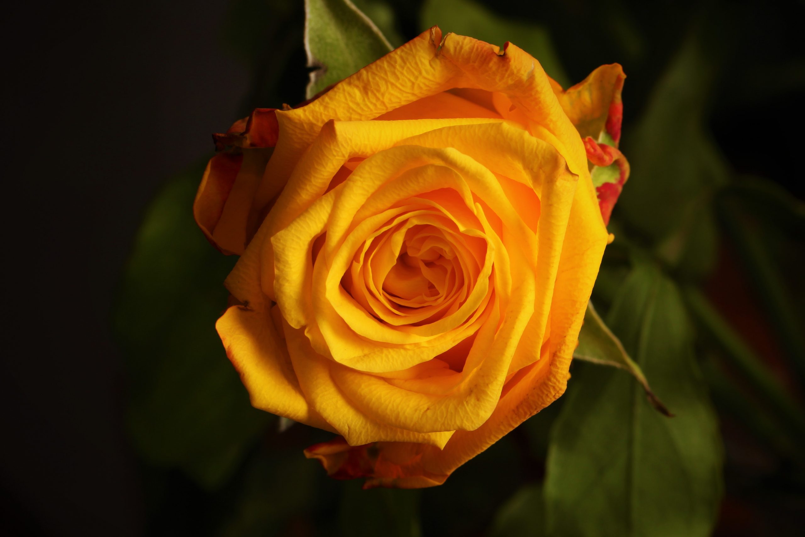 Close shot of a single yellow apricot rose 