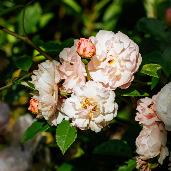Pink English rose bush