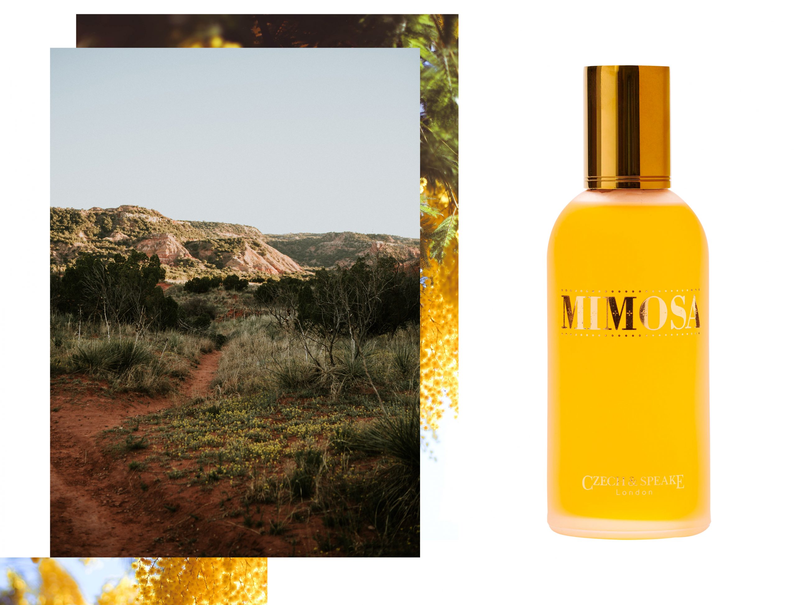 Mimosa fragrance 100ml American Deep South rural landscape mimosa tree