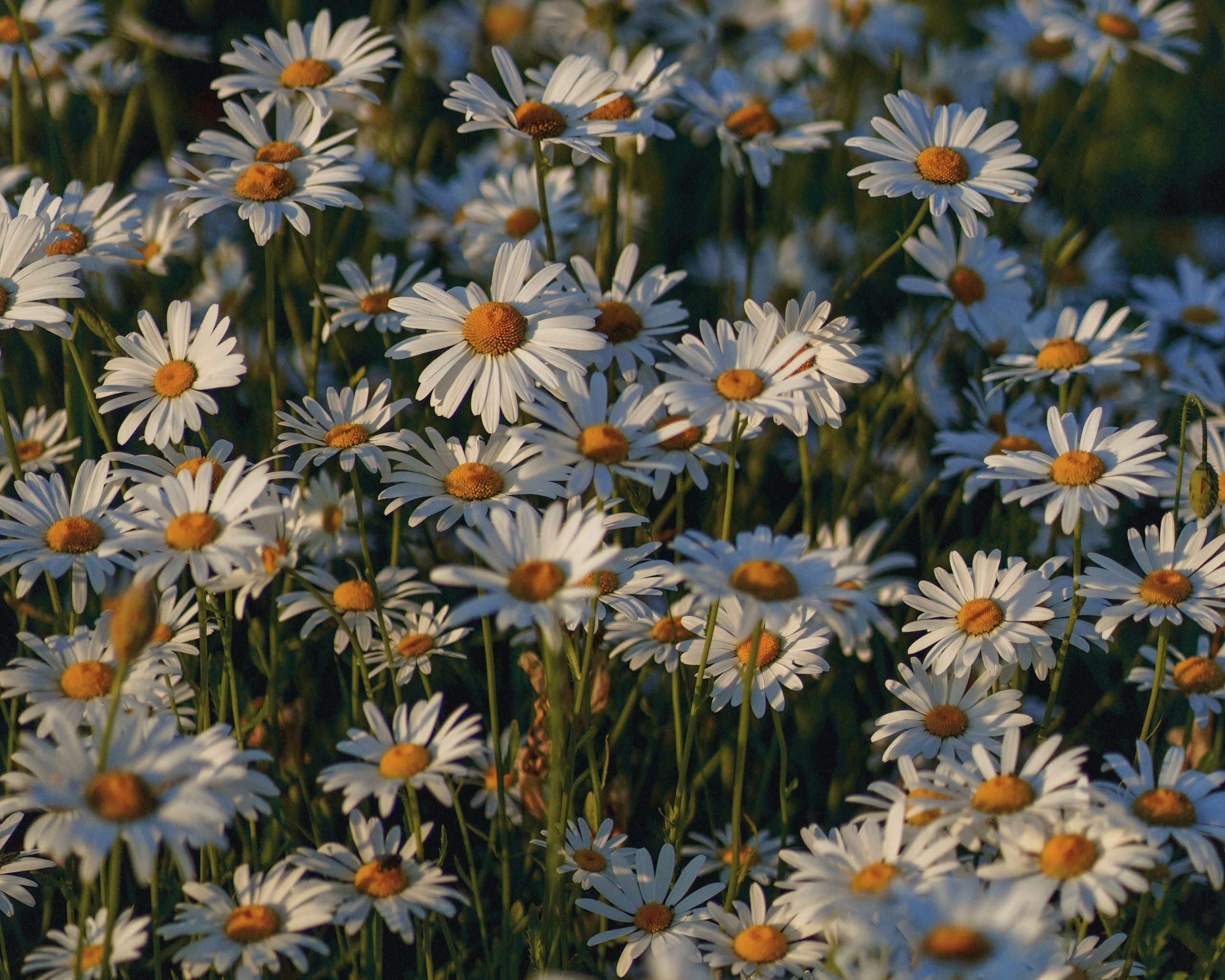 Camomile plant