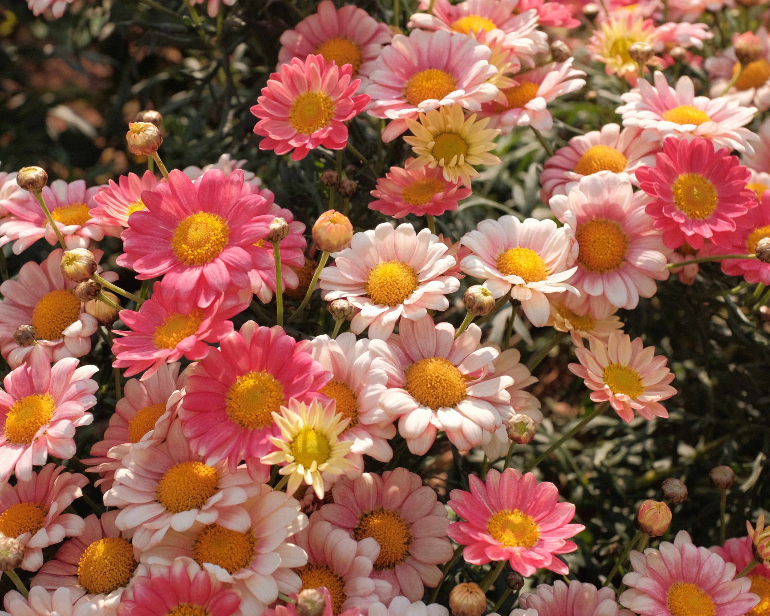 Pink flowers in the sun