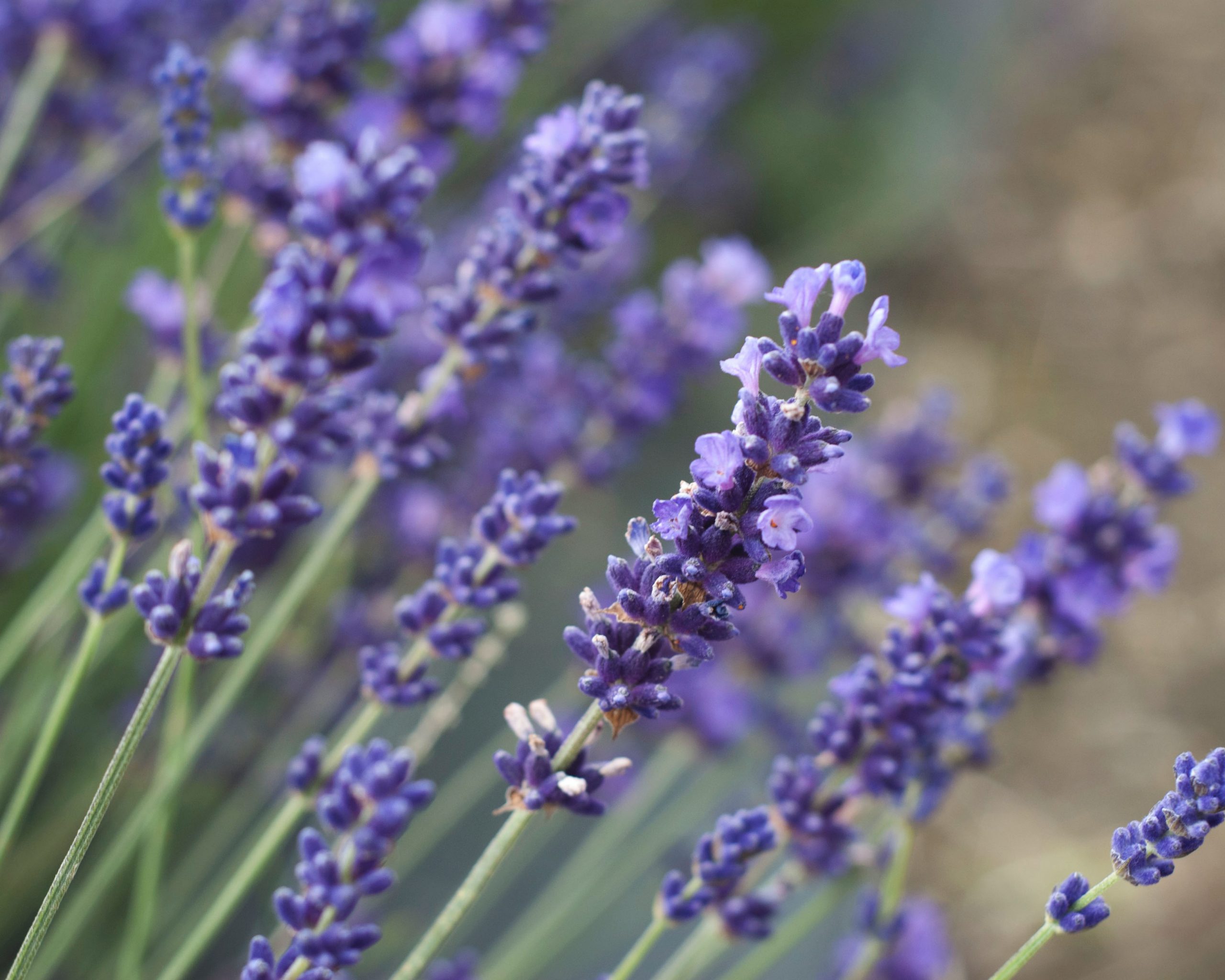 Lavender bush close up