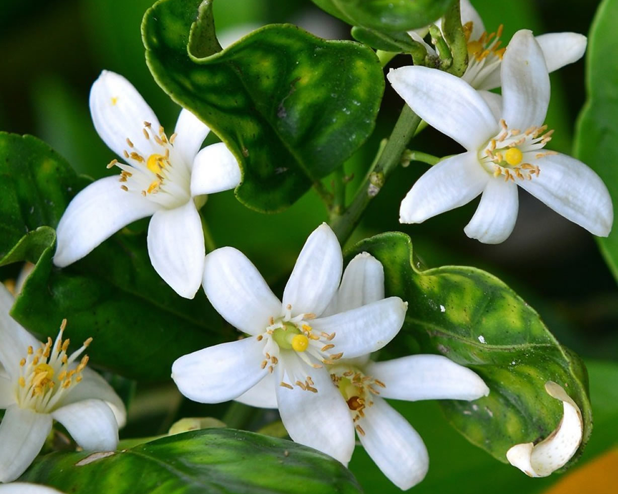 Orange blossom on orange tree