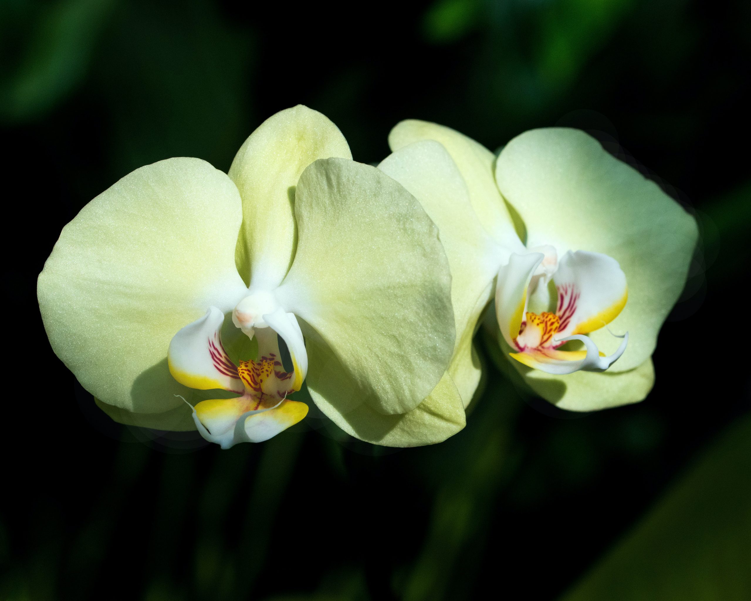 close up of yellow orchids