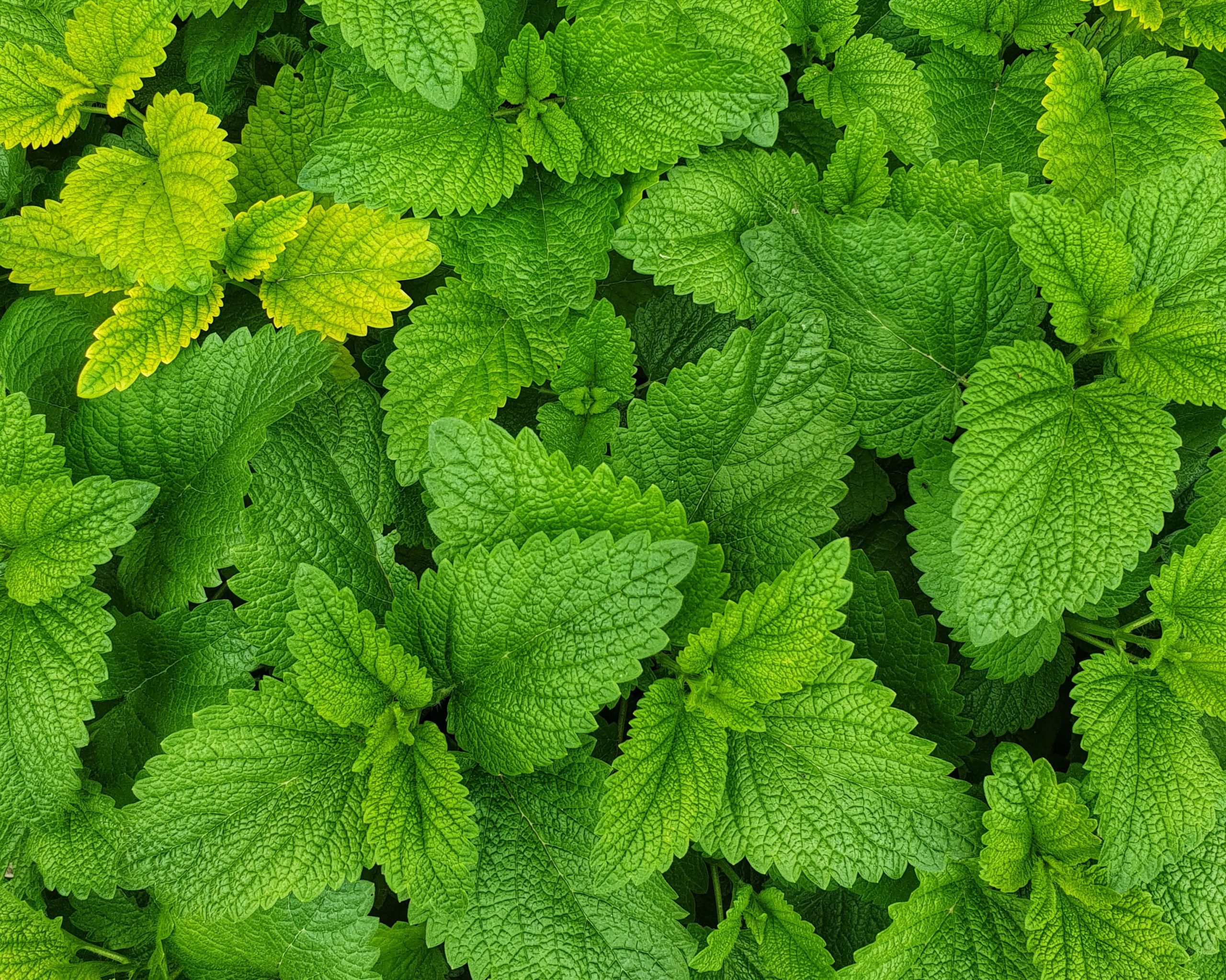 green mint leaves close up