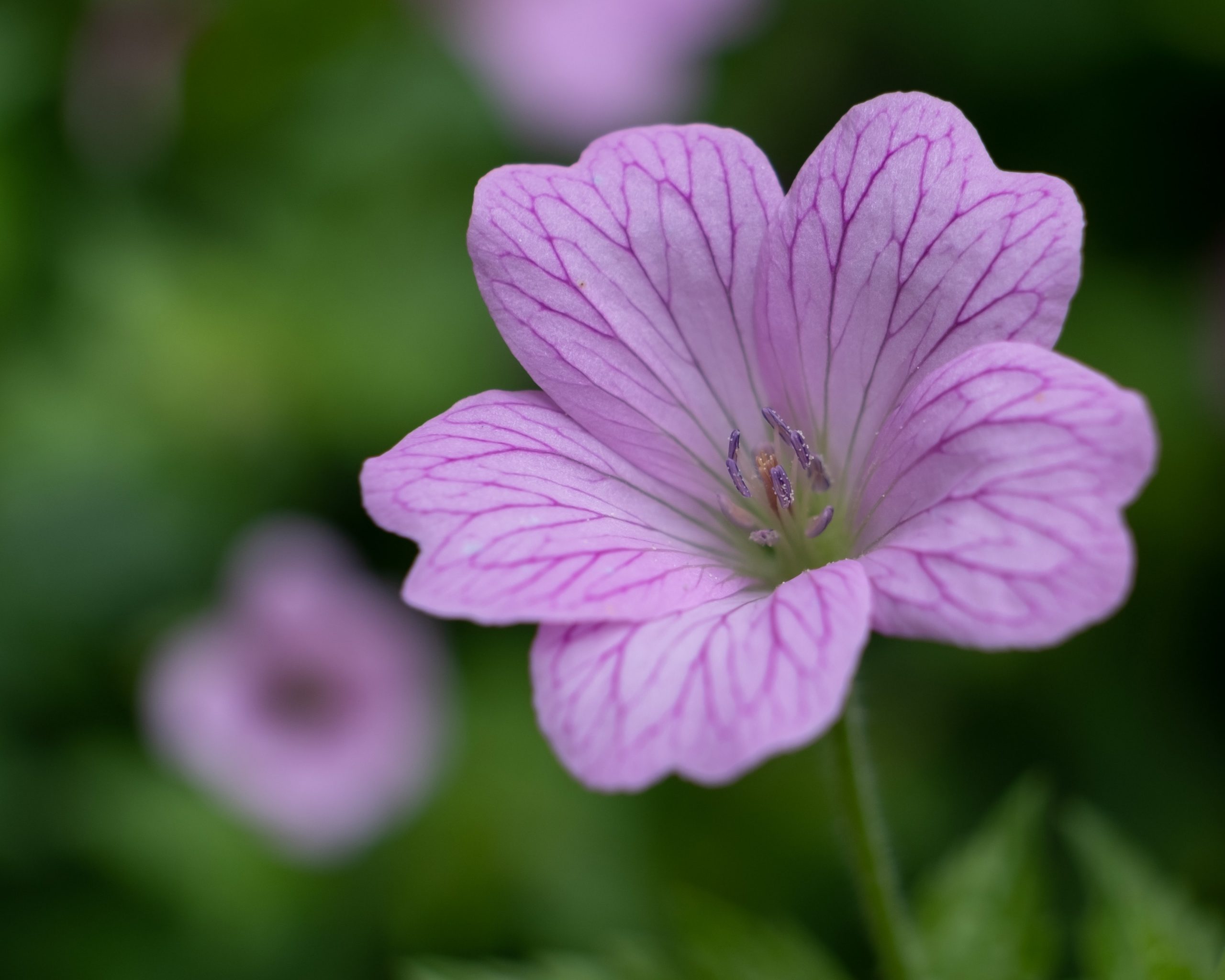 Purple geranium close up