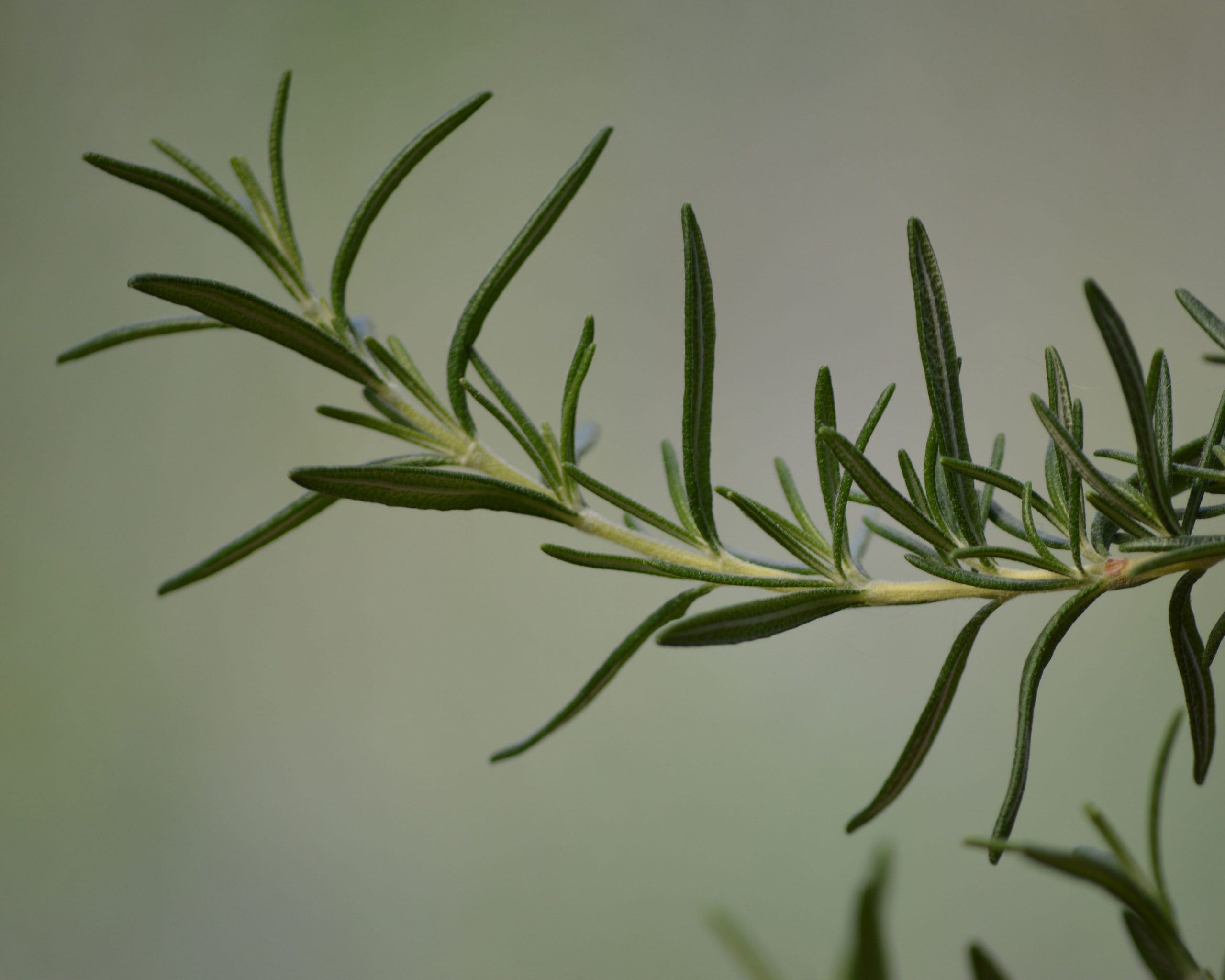 Rosemary sprig close up