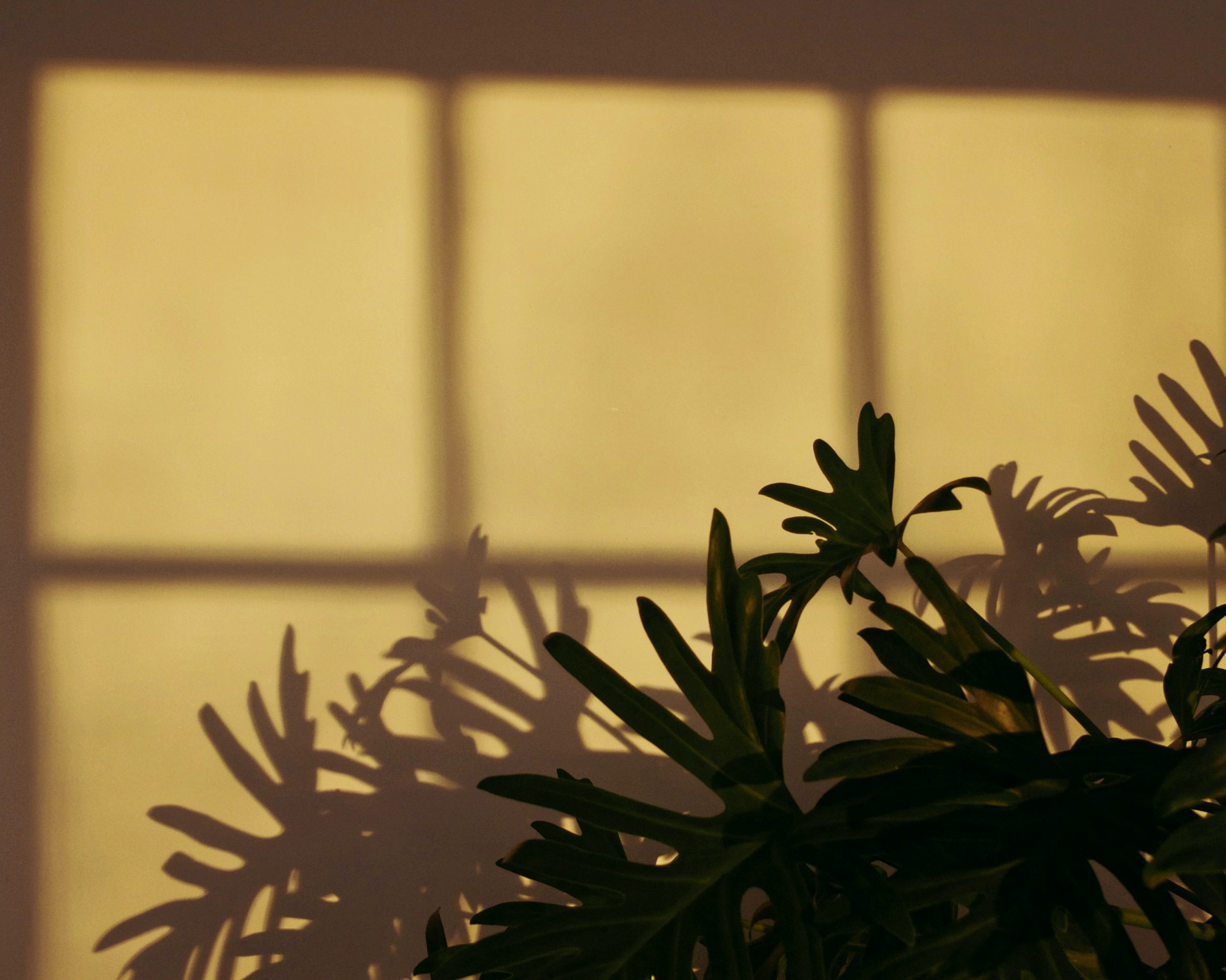 low sun casting shadow