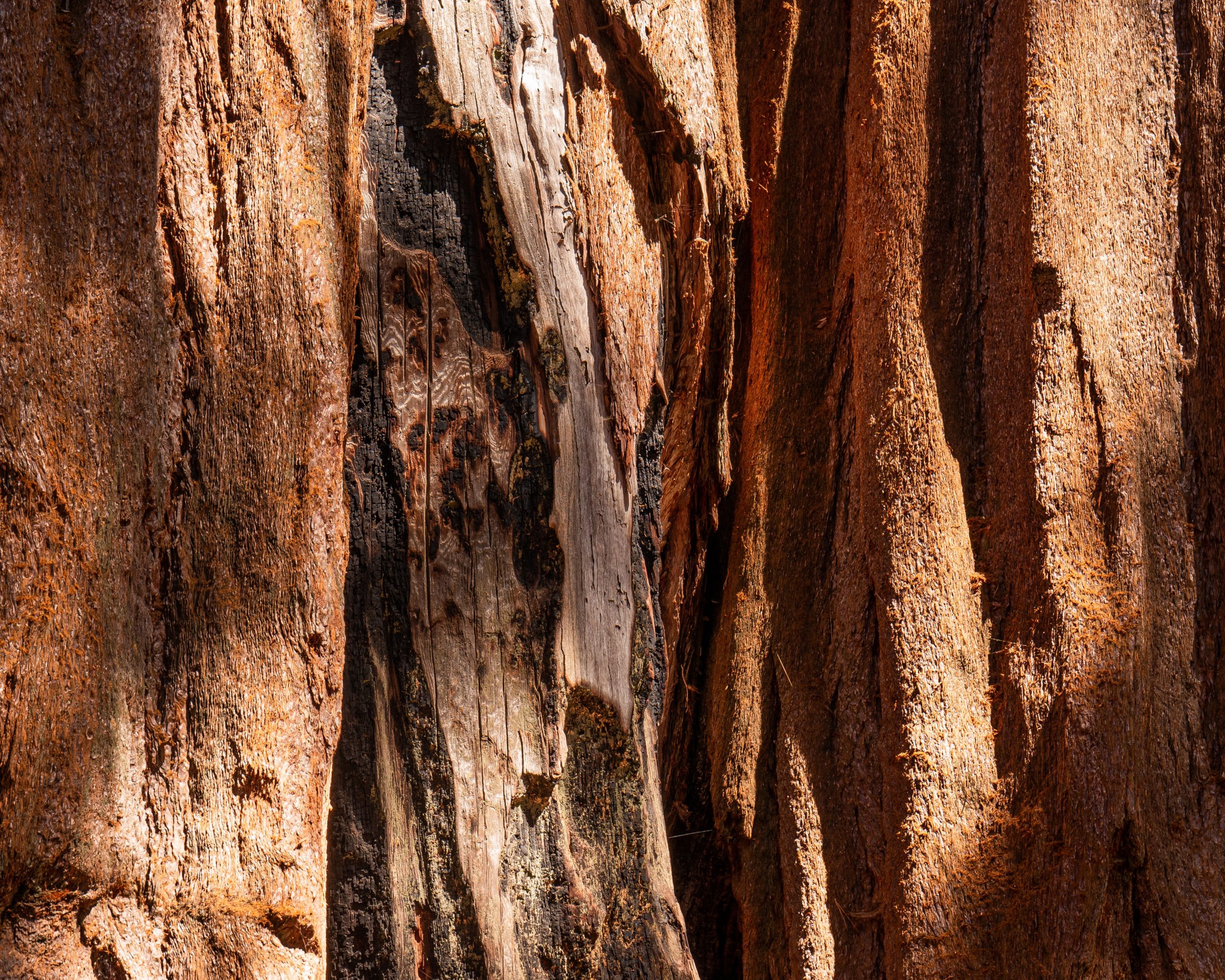 Sun on large tree trunk