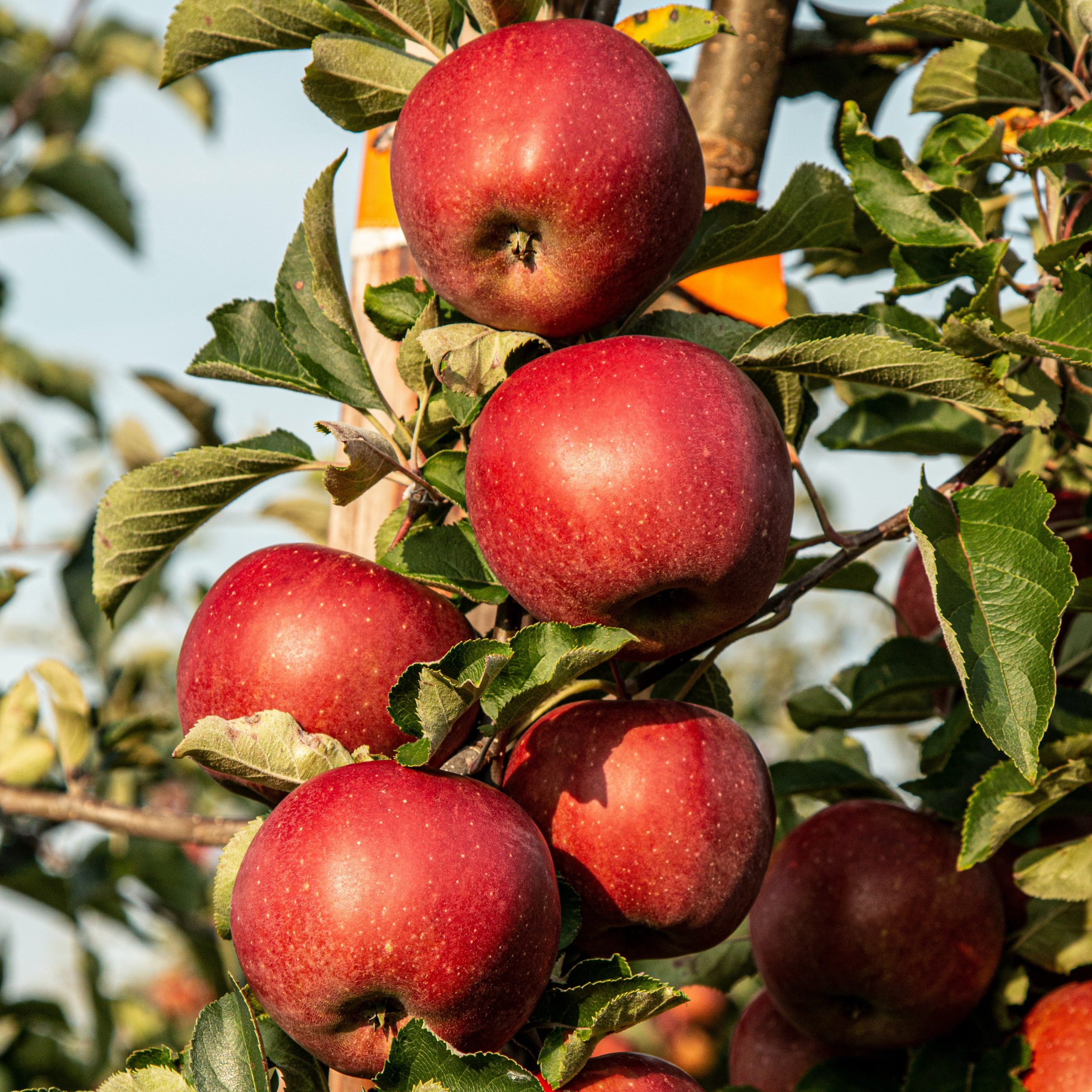 Autumn tree red apples