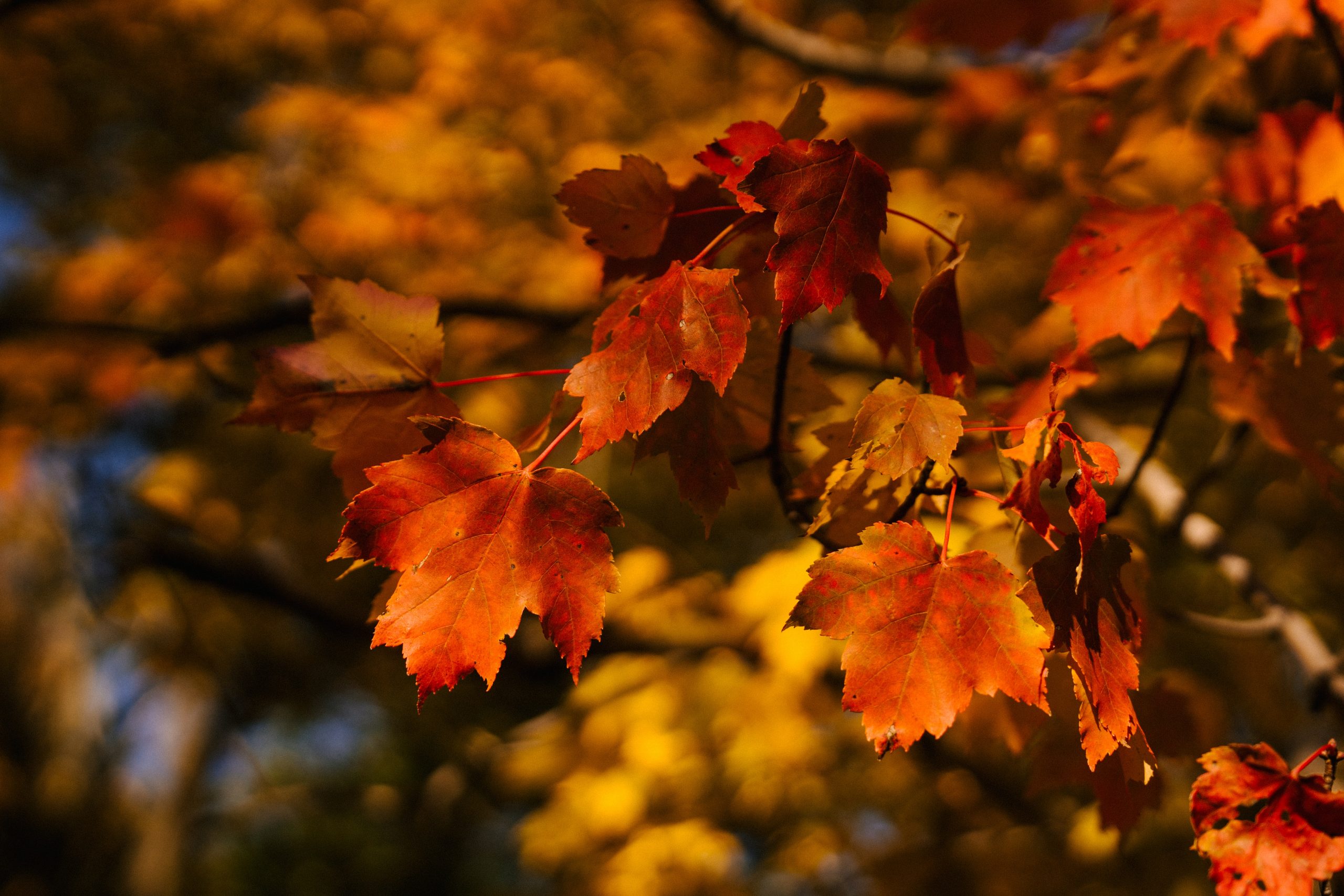 orange yellow leaves autumn tree