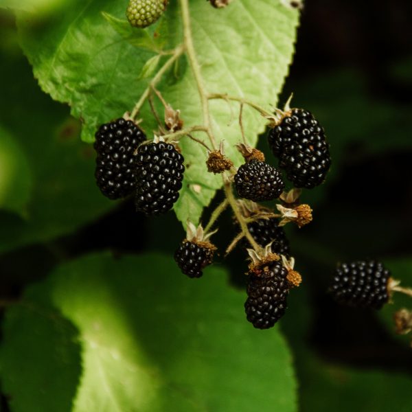 Blackberries