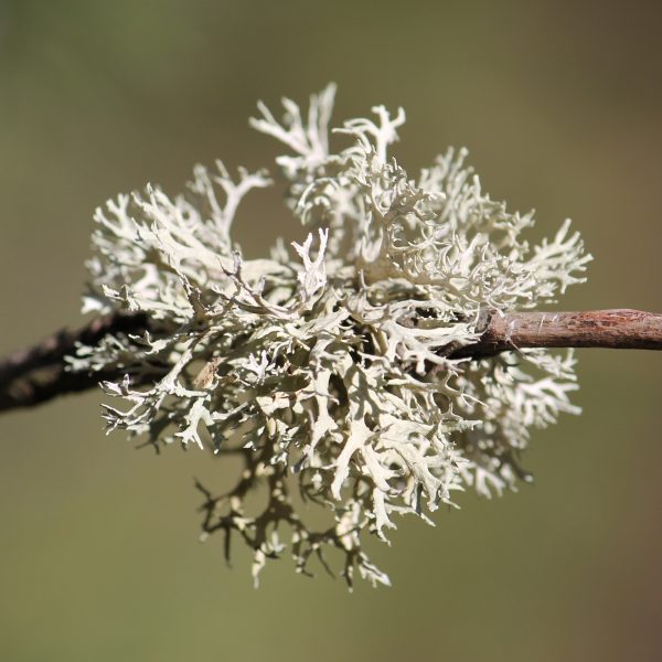 Oakmoss