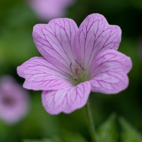 geranium