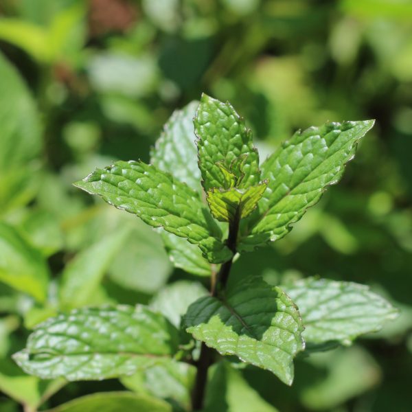 peppermint