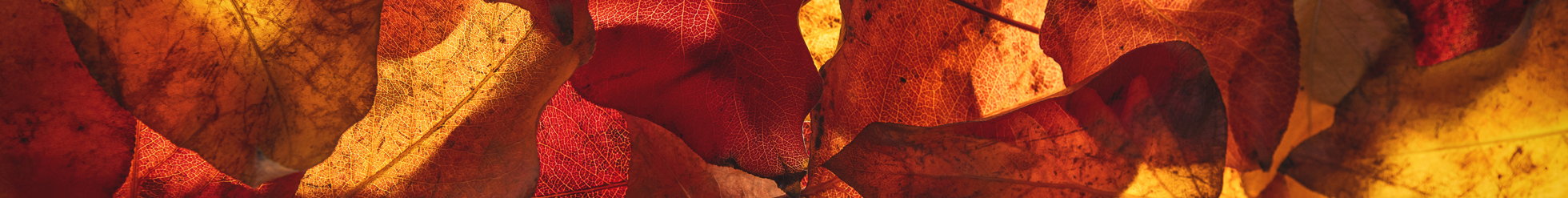 cut through image of autumn leaves with light coming through from behind